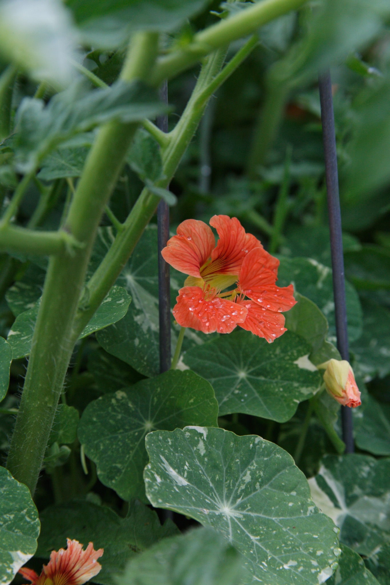 Companion Planting: Which Plants Actually Help Each Other