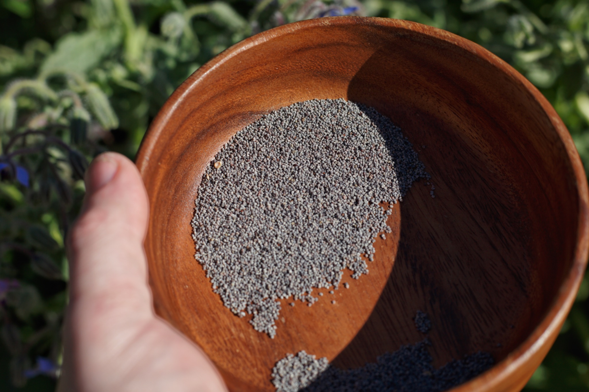 How Long Do Seeds Stay Viable? A Practical Guide to Seed Storage