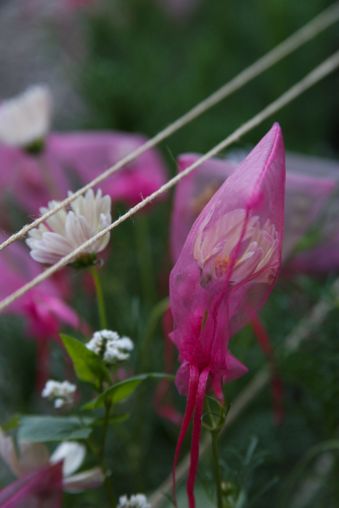 Open-Pollinated vs Hybrid Seeds: What the Difference Means in Practice