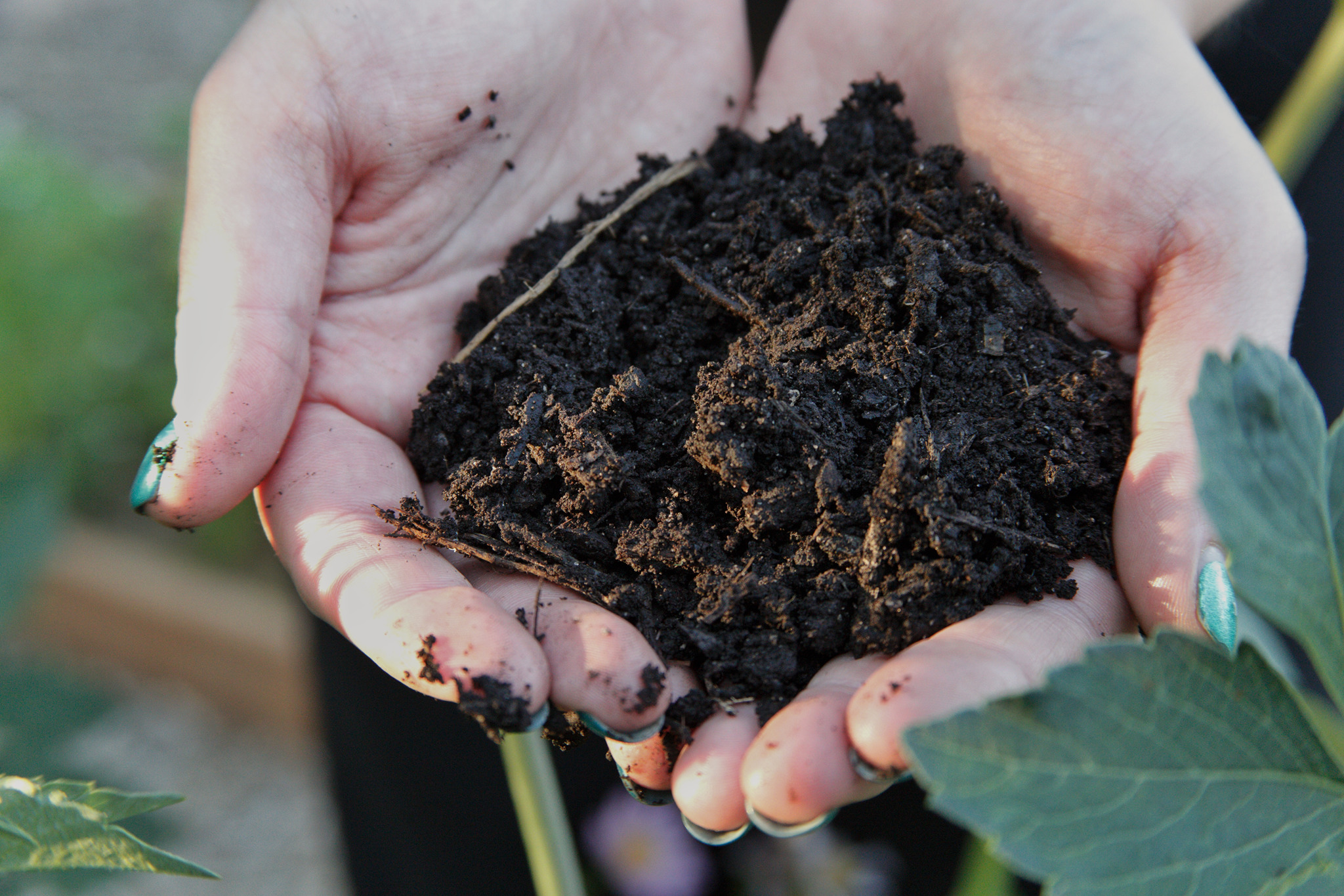 Soil and garden at Good Land Seed Co.