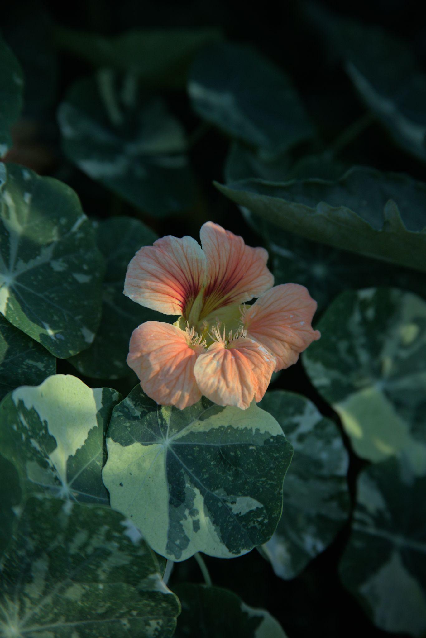 Why the Same Variety Grows Differently Everywhere