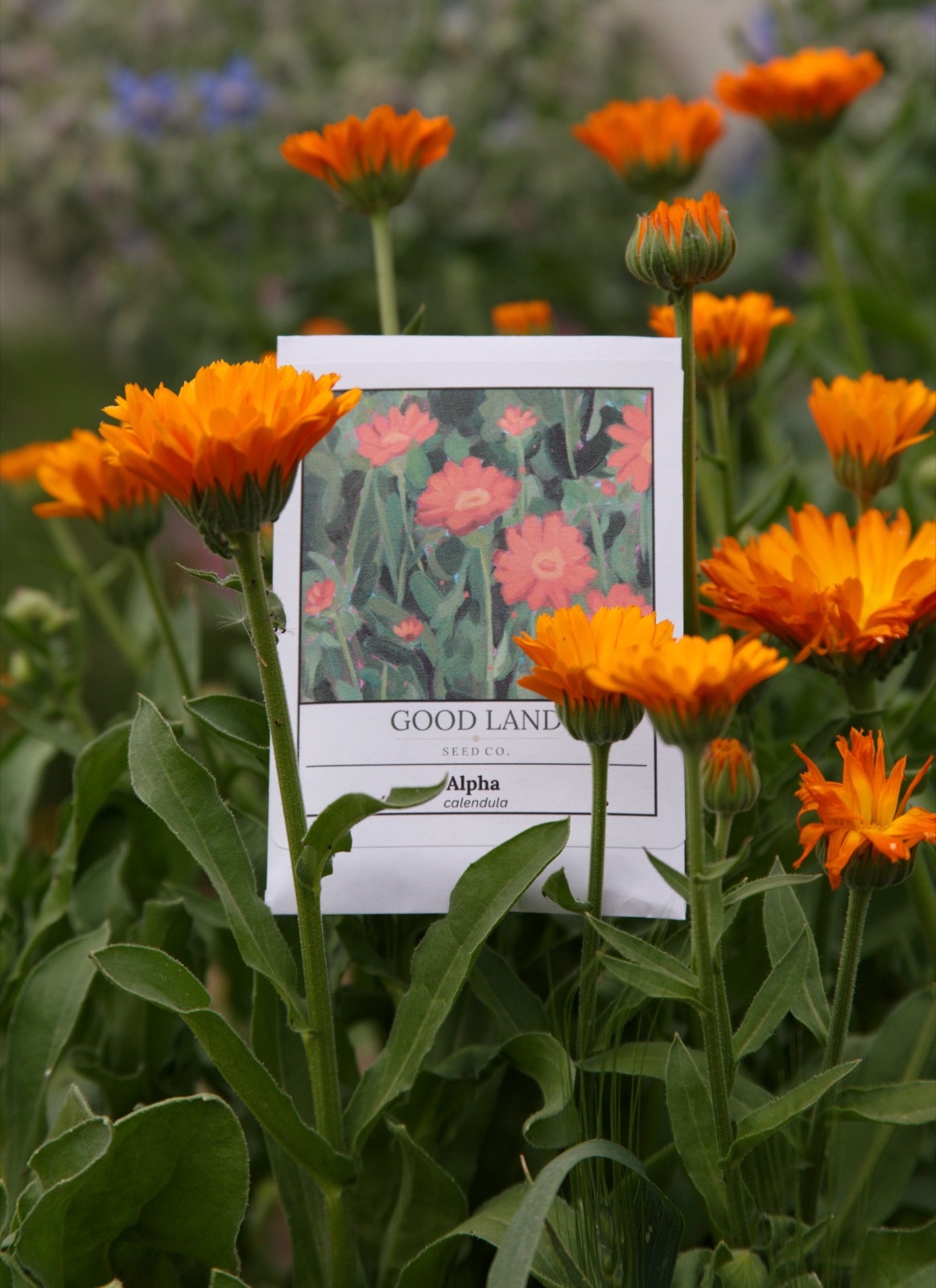 Good Land Seed Co. farm — Nampa, Idaho